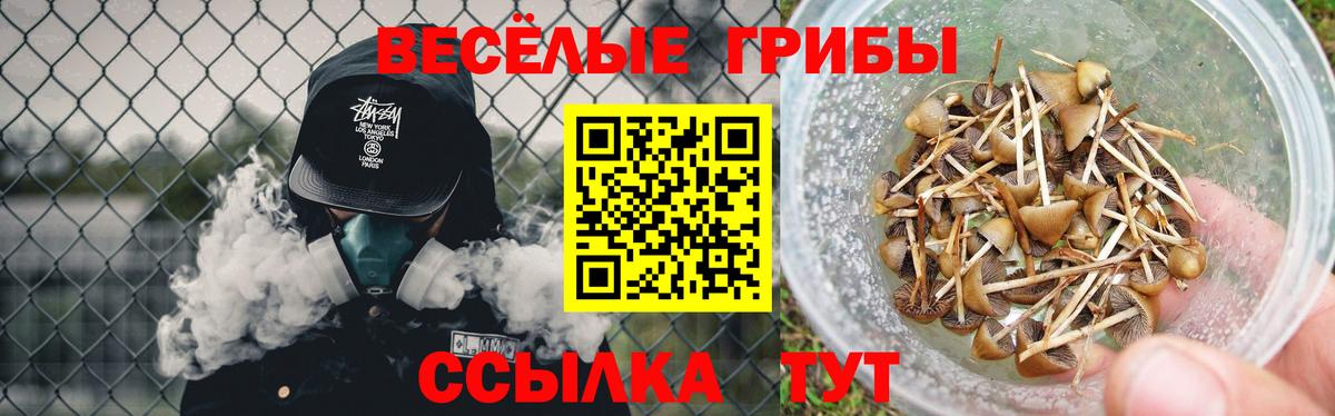 Псилоцибиновые грибы Psilocybe Всеволожск
